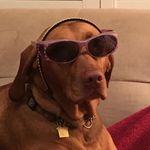 Redreddog